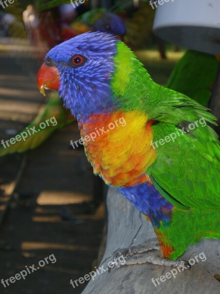 Bird Parrot Parakeet Colorful Finch