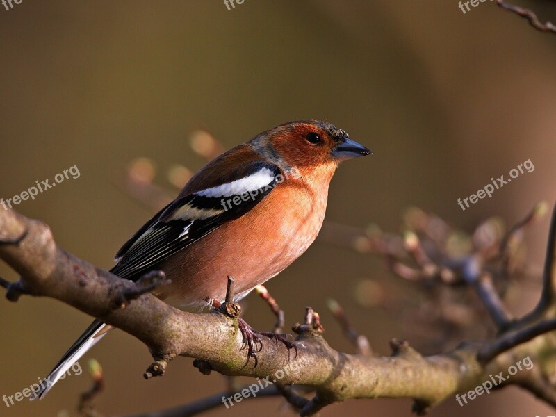 Chaffinch Fink Bird Songbird Males