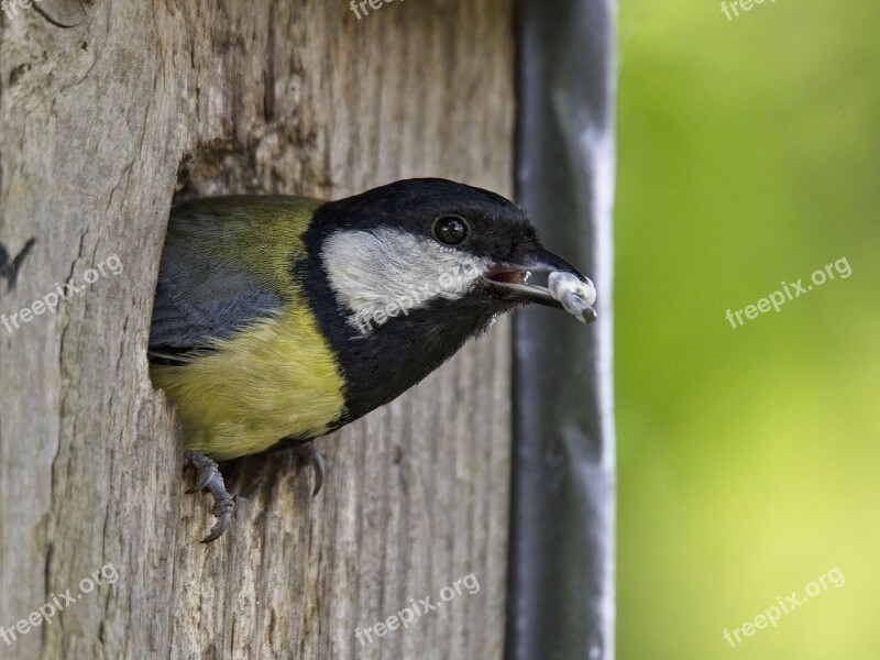 Tit Bird Songbird Small Bird Bill