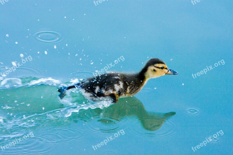 Duck Bird Animal Natural Waterfowl