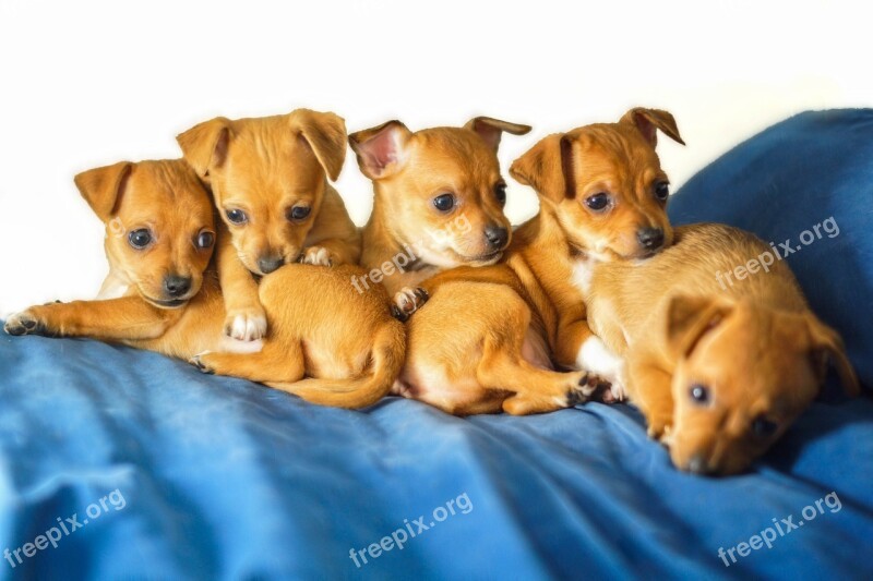 Chihuahua Puppies Animals Cute Adorable