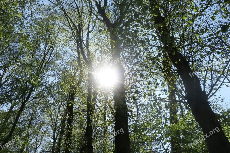 Sun Forest Sun Rays Sunlight Atmosphere