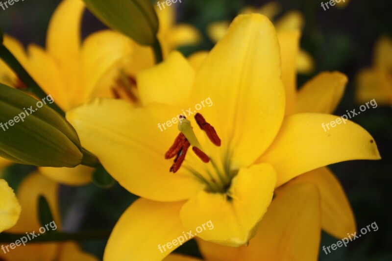 Lily Flowers Bloom Blossom Plant