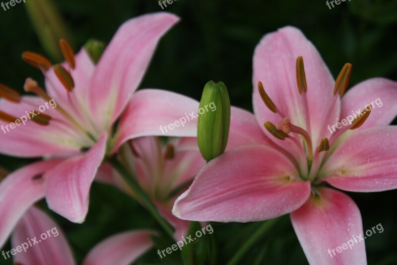 Lily Flowers Bloom Blossom Plant