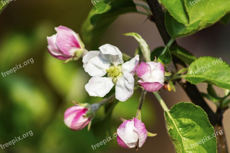 Apple Apple Tree Flower Flowers Wood