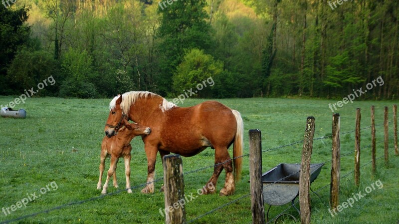 Horses Jura Roux Animal Nature