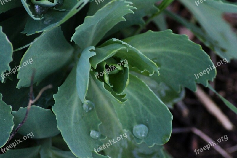 Stonecrop Drip Dew Macro Drop Of Water