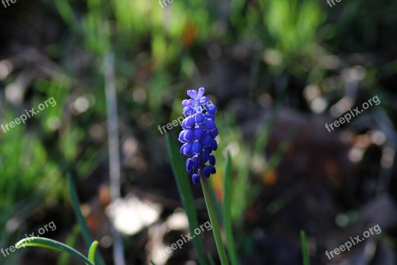 Muscari Hyacinth Spring Blue Spring Flower