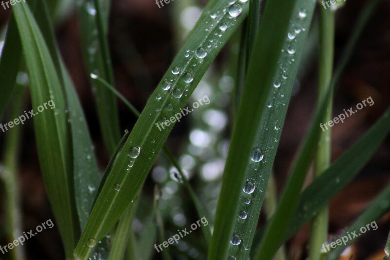 Grass Drip Morning Meadow Drop Of Water