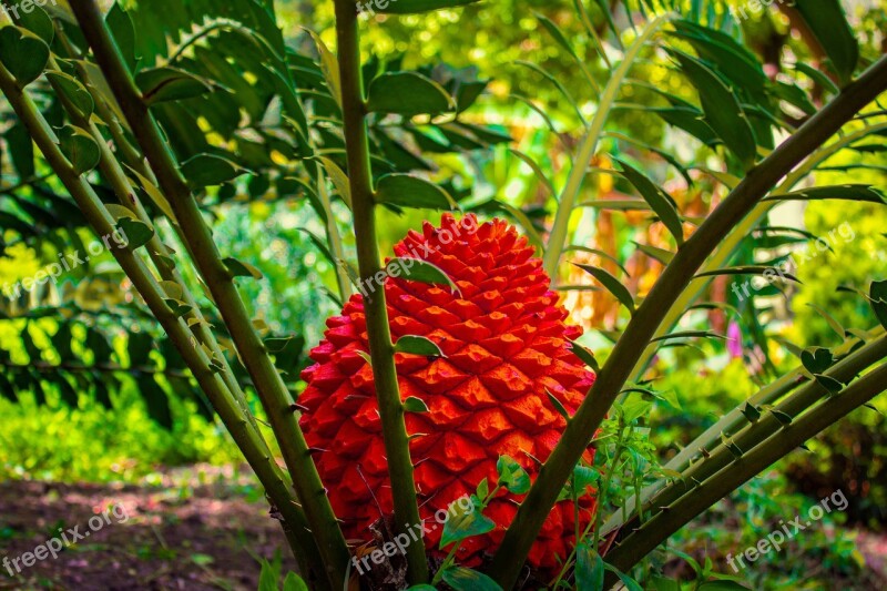 Cycad Plant Prehistoric Leaves Red