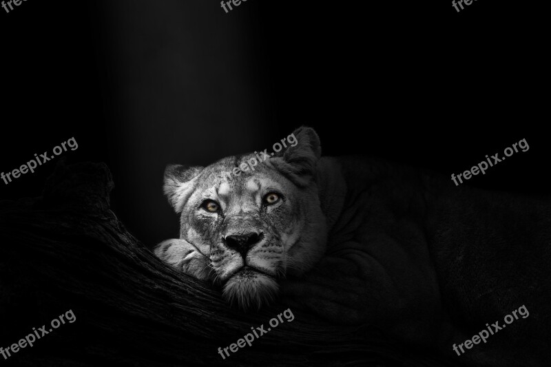 Wallpaper Background Lioness Lion Animal