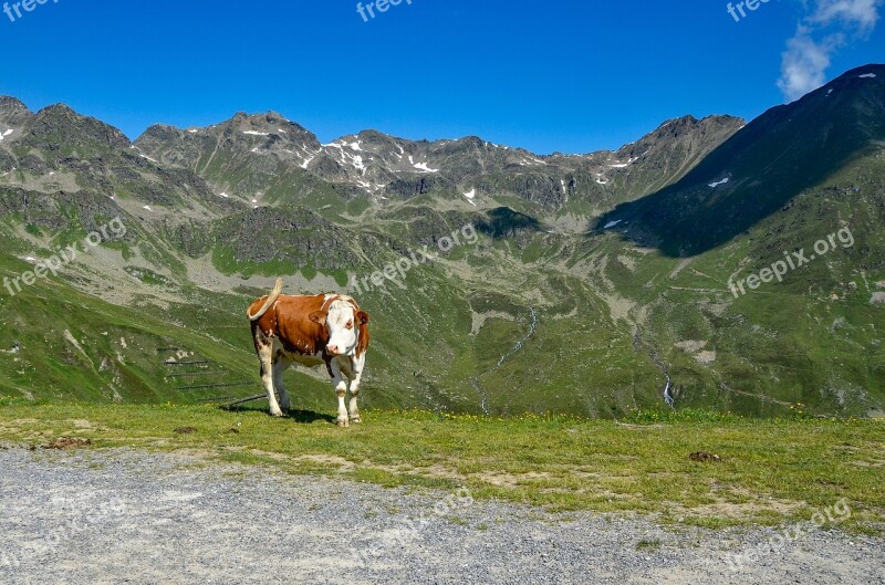 Cow Mountain Nature Pasture Animal