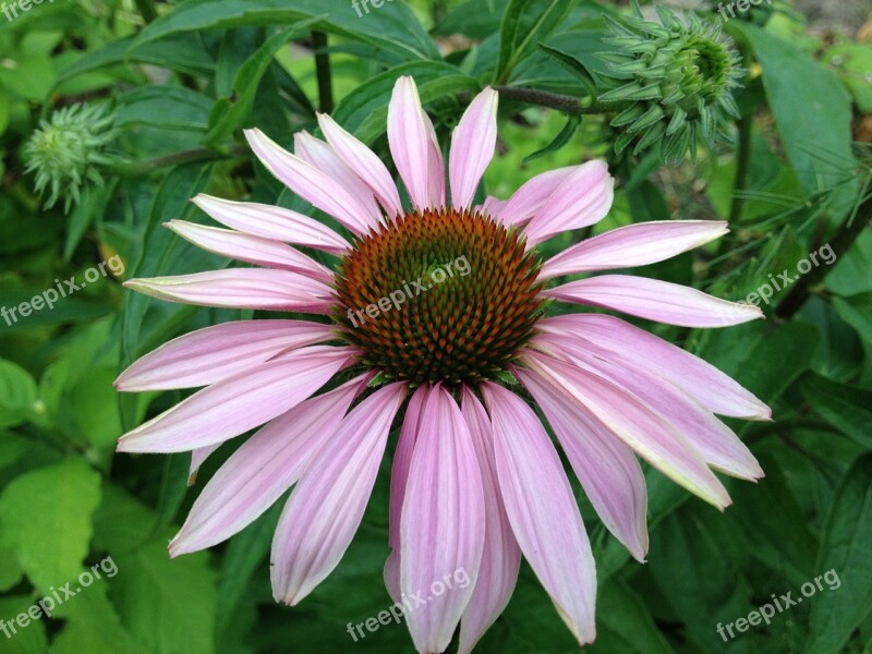 Echinacea Flower Coneflower Nature Bloom