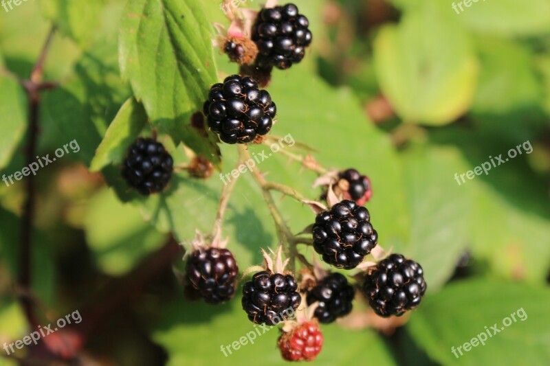 Blackberries Forest Wild Berries Blackberry Food