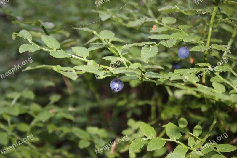 Blueberries Blueberry Berries Food Healthy