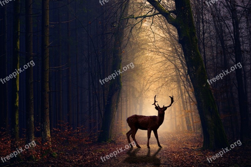 Venison Forest Evening Animals Nature