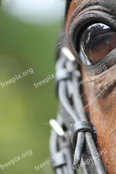 Horse Eye Brown Head Eyelashes