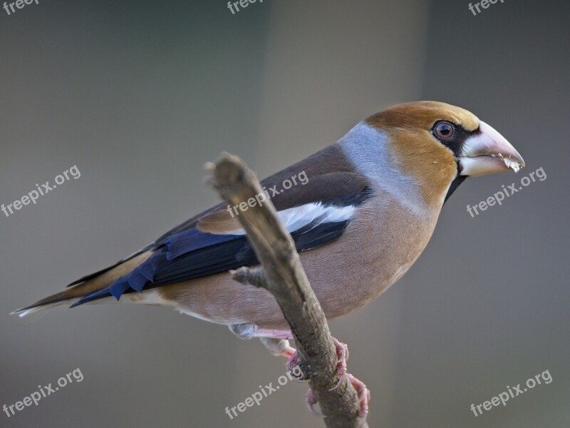 Grosbeak Fink King Songbird Bird Bill