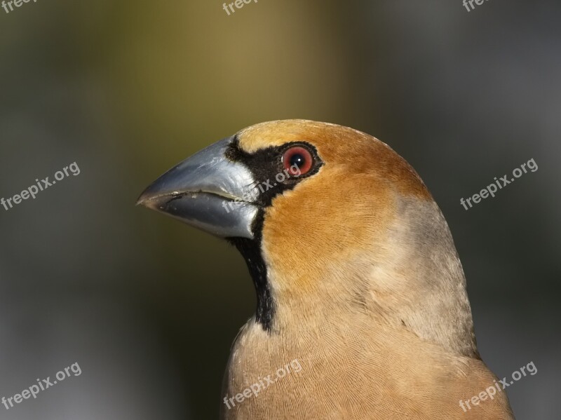 Grosbeak Fink King Songbird Bird Bill