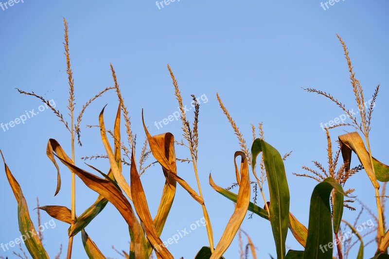 Corn Ears Corn Panicle Spike Food Cereals