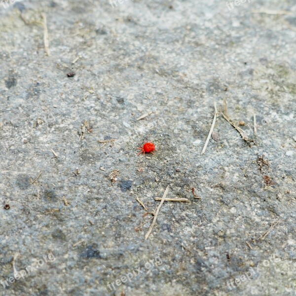 Red Velvet Mite Mite Animal Trombidium Holosericeum Sammetmilbe