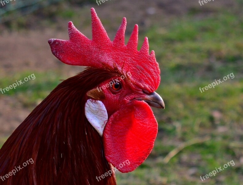 Hahn Farm Pride Gockel Rooster Head