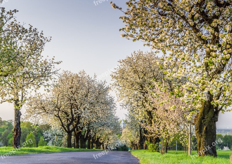 The Cherry Blossoms Along The Way Alley Of Flowering Cherry Trees Spring Flowering Trees Mount St