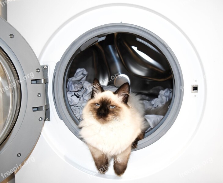 Washing Machine Wash Cat The Cat In The Washing Machine Kitten