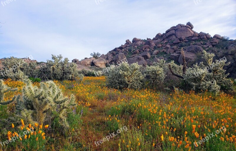 Desert Flowers Mountains Cactus Free Photos