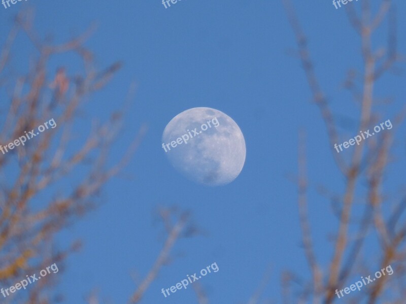 Moon Branches Night Dusk Mystery