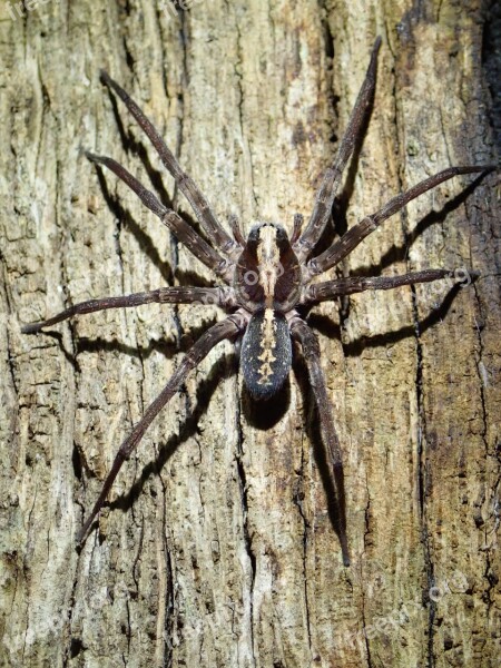 Spider Tropical Wolf Spider Arachnid Nature