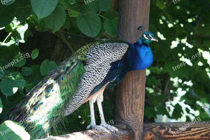 Peacock Winged Wing Relax Animal