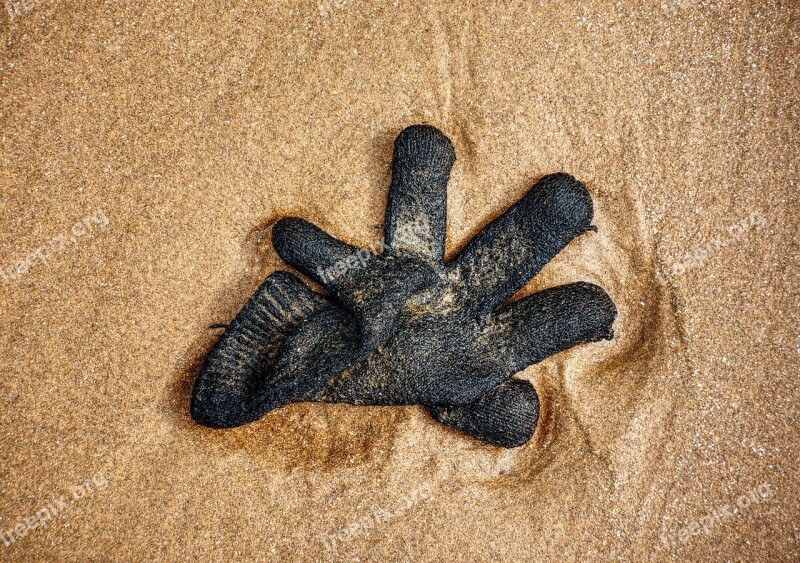 Glove Lost Beach Sand Starfish