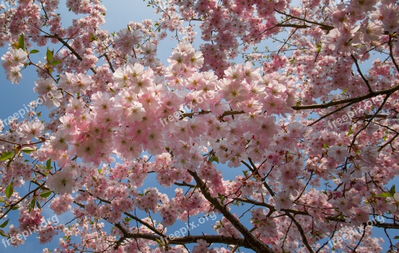 Pink Blossom Spring Blue Sky Bloom