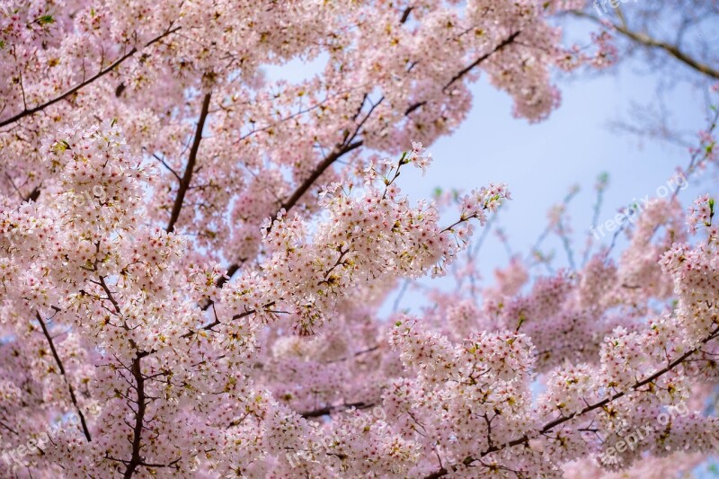 Pink Tree Blossoms Spring Nature