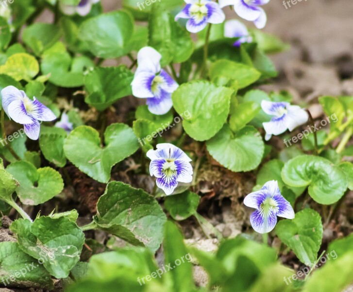 Violet Flower Flowers Purple Blooms At