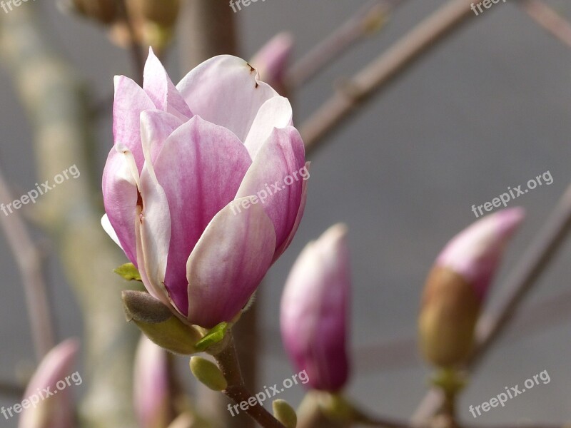 Blossom Bloom Magnolia Spring Magnolia Blossom