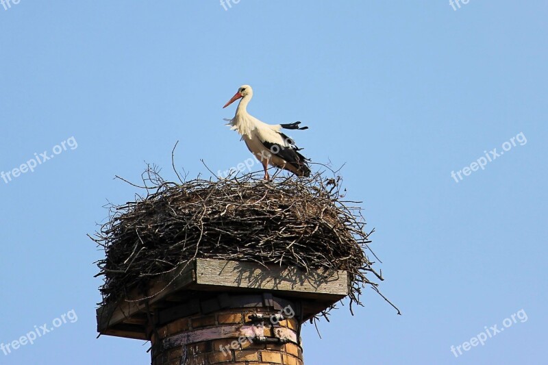 Stork Nest Plumage Animal Bird