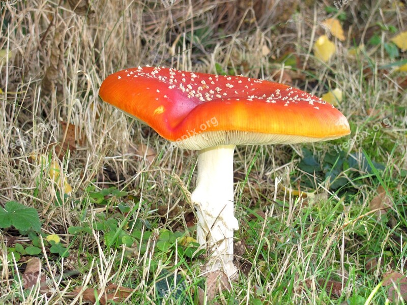 Mushroom Fly Agaric Toxic Toadstool Spotted