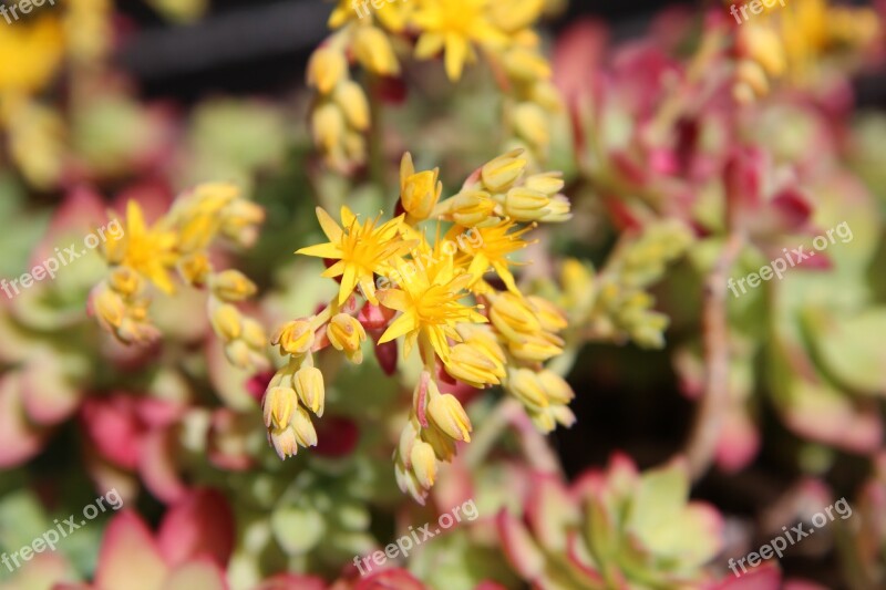 Succulent Flowering Succulent Fulfillment Flowers Free Photos