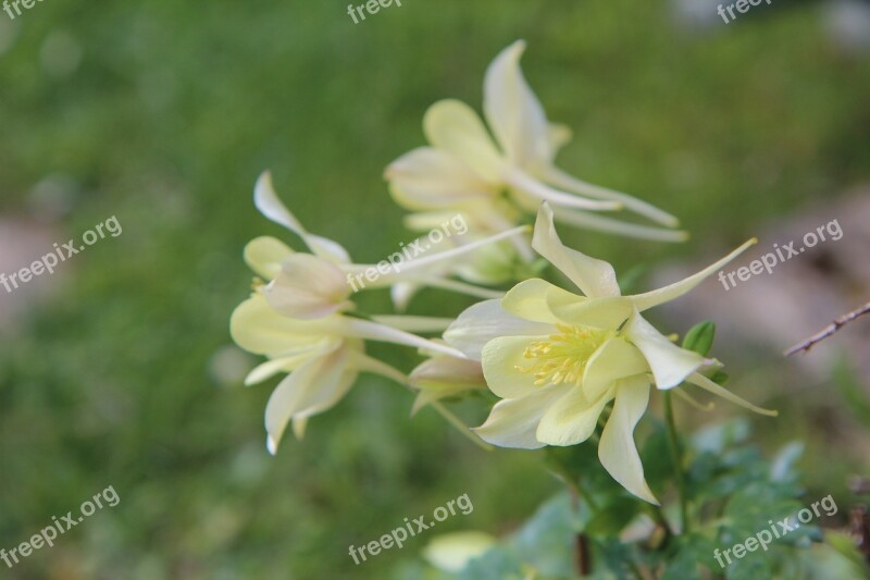 Columbine Ancolie Yellow Flowering Nature Botany