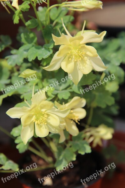 Columbine Ancolie Yellow Flowering Nature Botany