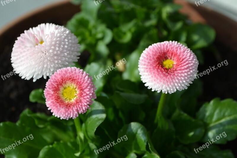 Spring Flowers Bellis Nature Blossom