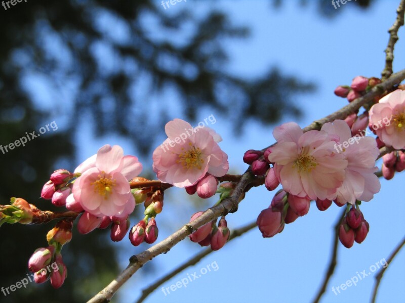 Japanese Cherry Spring Pink White Flowers