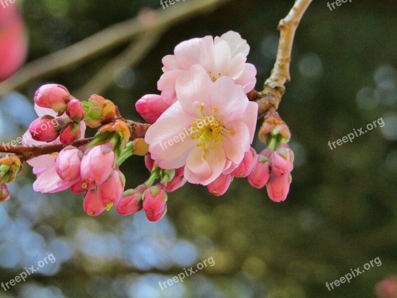 Japanese Cherry Spring Pink White Flowers