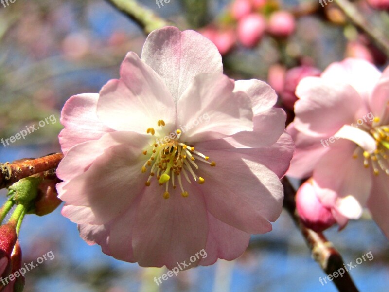 Japanese Cherry Spring Pink White Blossom