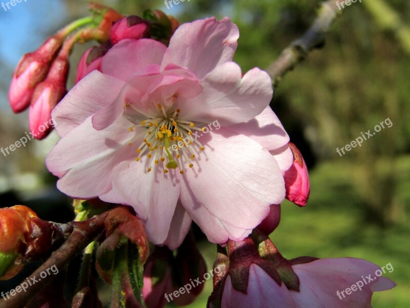 Japanese Cherry Spring Pink White Blossom