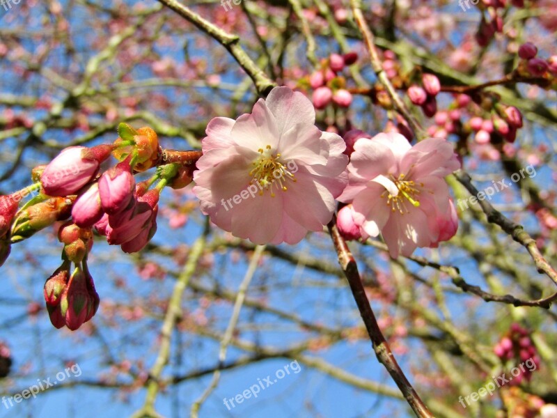 Japanese Cherry Spring Pink White Flowers