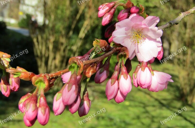 Japanese Cherry Spring Pink White Flowers