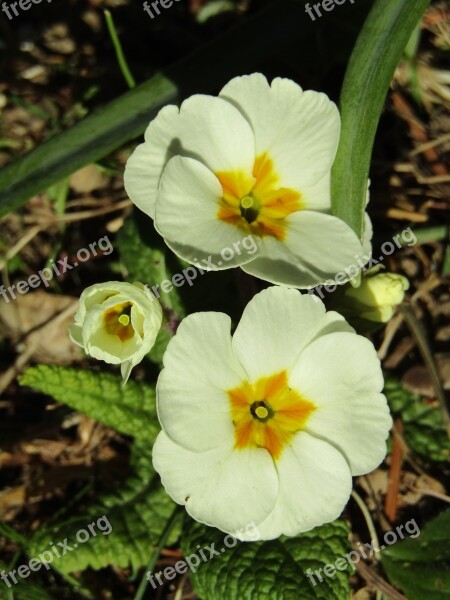 Spring White Nature Flowers Garden Key Flowers